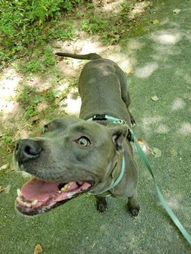 Smiling dog Jasper enjoying resting in the shade during his walk